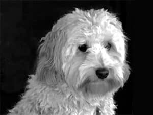 photo of Allie the dog