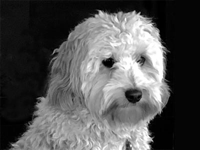 photo of Allie the dog