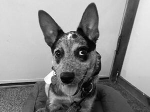 artemis the dog smiling at camera