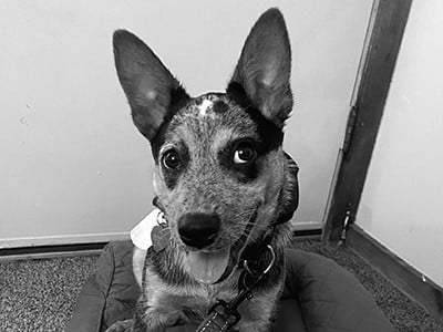 artemis the dog smiling at camera