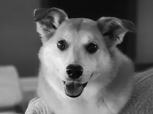 Photo of Bailey, Chief Barking Officer