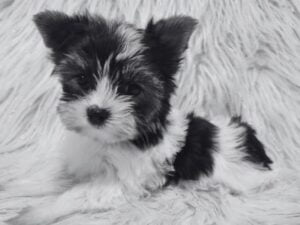 Mia Chief Barking Officer