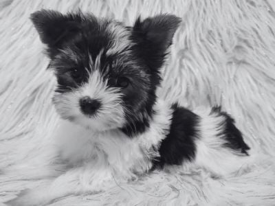 Mia Chief Barking Officer