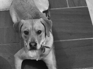 photo of Weezy the dog